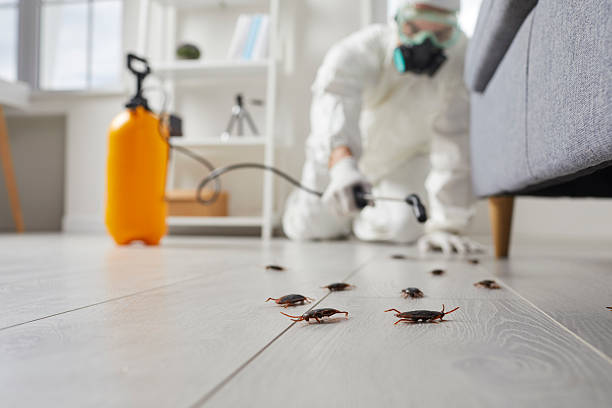 Commercial Rodent Management in Collinsville